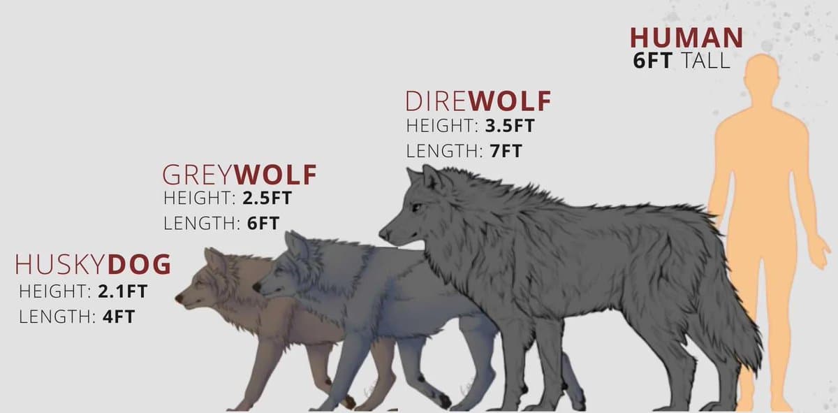 Первый 🐺 за 12 000 лет: как Colossal "вернула" dire wolf — illustration