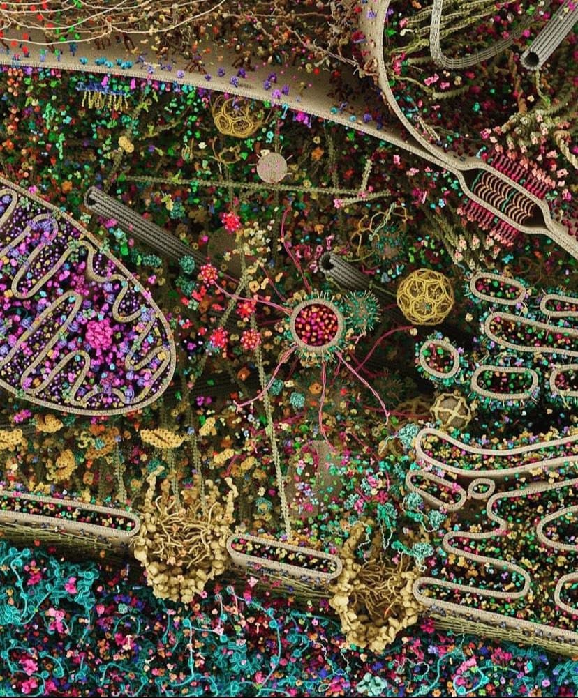 Researchers Create the Most Detailed Model of a Human Cell — illustration
