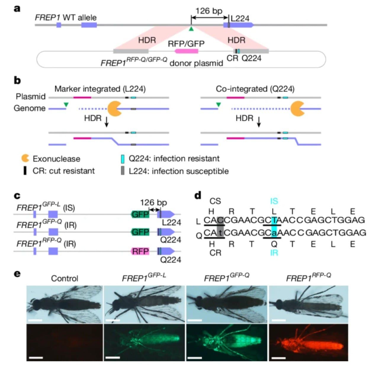 π¦ Nature Reveals New Genetic Approach to Combat Malaria β illustration