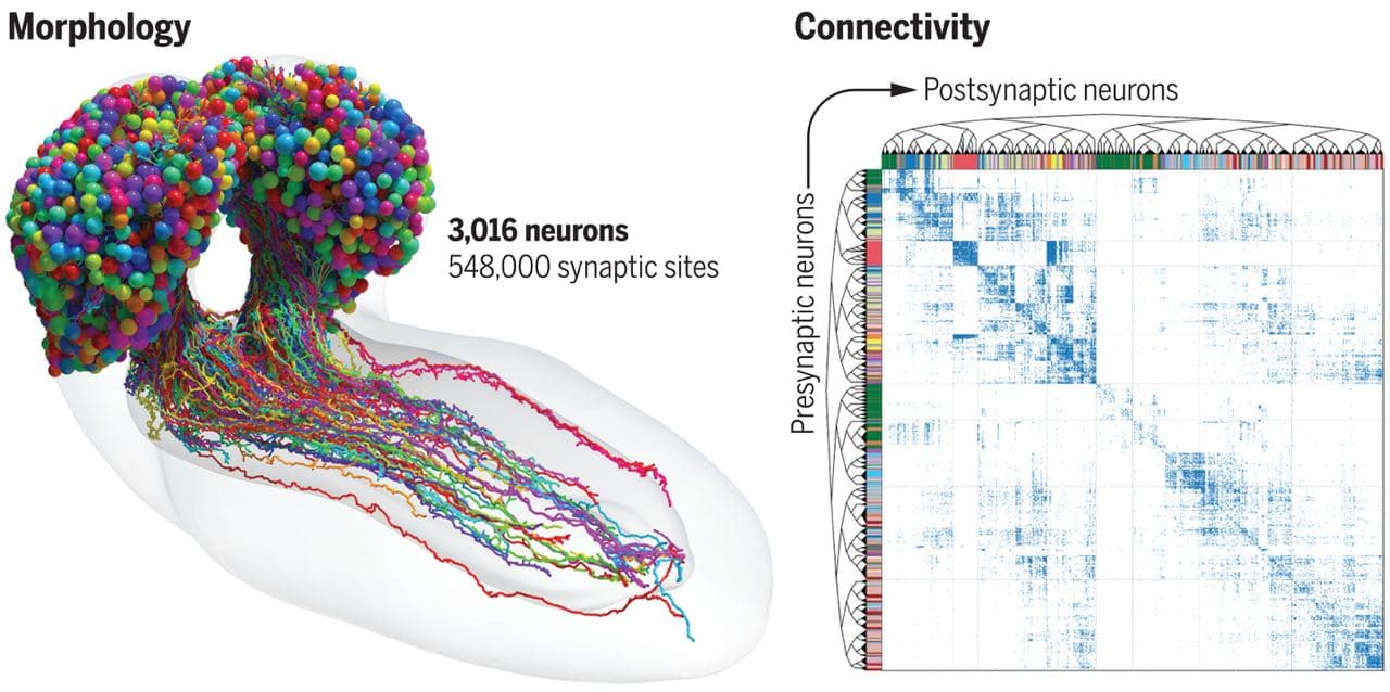 The First Complete Map of a Fly's Brain — illustration